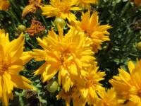 Krásnoočko velkokvěté 'Double the Sun' (Coreopsis grandiflora)
