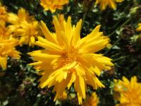 Krásnoočko velkokvěté 'Double the Sun' (Coreopsis grandiflora)