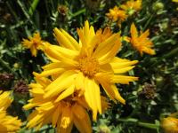 Krásnoočko velkokvěté 'Double the Sun' (Coreopsis grandiflora)