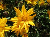 Krásnoočko velkokvěté 'Double the Sun' (Coreopsis grandiflora)