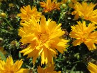 Krásnoočko velkokvěté 'Double the Sun' (Coreopsis grandiflora)