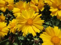 Krásnoočko velkokvěté 'Presto' (Coreopsis grandiflora)