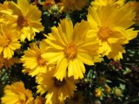 Krásnoočko velkokvěté 'Presto' (Coreopsis grandiflora)