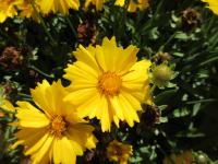 Krásnoočko velkokvěté 'Presto' (Coreopsis grandiflora)