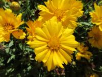 Krásnoočko velkokvěté 'Presto' (Coreopsis grandiflora)