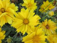 Krásnoočko velkokvěté 'Presto' (Coreopsis grandiflora)