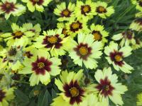 Krásnoočko velkokvěté 'UpTick Yellow Red' (Coreopsis grandiflora)