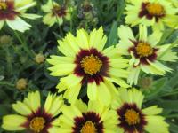 Krásnoočko velkokvěté 'UpTick Yellow Red' (Coreopsis grandiflora)