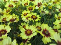 Krásnoočko velkokvěté 'UpTick Yellow Red' (Coreopsis grandiflora)