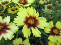 Krásnoočko velkokvěté 'UpTick Yellow Red' (Coreopsis grandiflora)