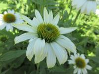 Třapatkovka nachová 'PowWow White' (Echinacea purpurea)