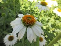 Třapatkovka nachová 'PowWow White' (Echinacea purpurea)