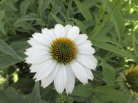 Třapatkovka nachová 'PowWow White' (Echinacea purpurea)