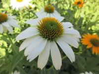 Třapatkovka nachová 'PowWow White' (Echinacea purpurea)