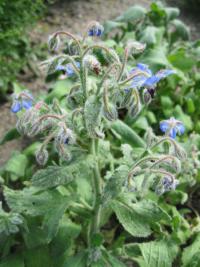 Brutnák lékařský (Borago officinalis)
