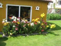 Lilie - novinky za rok 2008 (Lilium x sp)