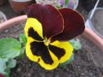 Maceška zahradní (Viola x wittrockiana)