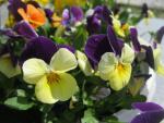 Maceška zahradní (Viola x wittrockiana)