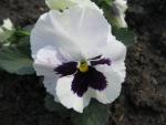 Maceška zahradní (Viola x wittrockiana)
