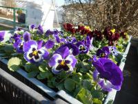 Maceška zahradní (Viola x wittrockiana)