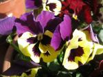 Maceška zahradní (Viola x wittrockiana)