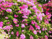 Boungainvilla (Bougainvillia)