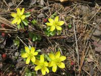 Talovín zimní (Eranthis hyemalis)