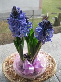 Hyacinthus orientalis hyacint východní rostlina Hyacinthus orientalis hyacint východní rostlina