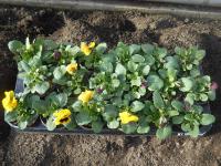 Maceška zahradní (Viola x wittrockiana)