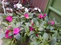 Netýkavka Hawkerova (Impatiens hawkeri)