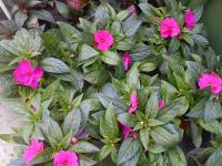 Netýkavka Hawkerova (Impatiens hawkeri)