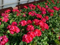 Pelargónie páskatá (Pelargonium zonale)
