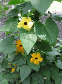 Thunbergie křídlatá (Thunbergia alata)