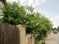 Pustoryl věncový (Philadelphus coronarius)