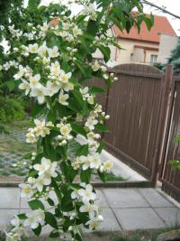 Pustoryl věncový (Philadelphus coronarius)