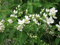 Pustoryl věncový (Philadelphus coronarius)