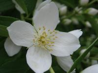 Pustoryl věncový - detail květu (Philadelphus coronarius)
