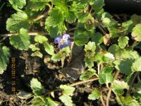 Rozrazil rezekvítek (Veronica chamaedrys)