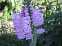 Řetězovka (Physostegia)