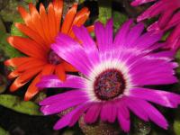 Poledník velkokvětý (Cleretum bellidiforme)