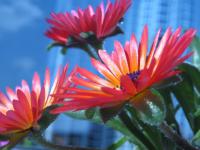 Poledník velkokvětý (Cleretum bellidiforme)