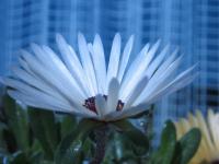 Poledník velkokvětý (Cleretum bellidiforme)