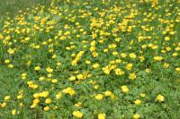 Pryskyřník prudký (Ranunculus acris)