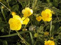 Pryskyřník prudký (Ranunculus acris)