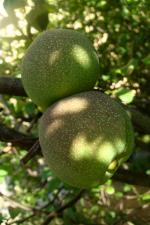 Kdoulovec japonský - plody (Chaenomeles japonica)