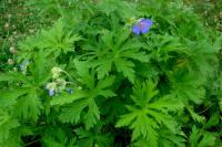 Kakost luční (Geranium pratense)