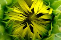 Slunečnice roční (Helianthus annuus)