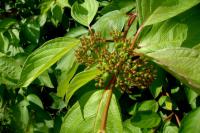 Svída bílá (Cornus alba)