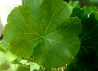Pelargonie páskatá (Pelargonium zonale)