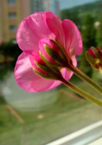 Pelargonie páskatá (Pelargonium zonale)